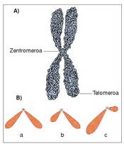 1. Irudia: A) Kromosoma metafasiko baten konposizioa. B) Kromosoma motak, zentromeroaren kokagunearen arabera.<br><br>183